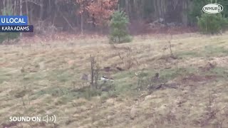 Video Bobcats scream at each other in Concord [upl. by Ahsier]