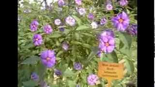 Blue Potato Bush  Solanum rantonnetii [upl. by Obadiah463]