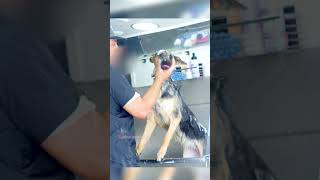 German Shepherd Gets First Grooming dog [upl. by Riay]