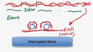 Interupted gene  Introns and exonsmp4 [upl. by Tammy]