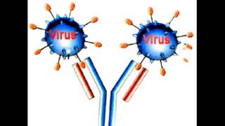 Biología  Reacción antígeno anticuerpo [upl. by Atile]