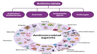 ANTIMICROBIAL AGENTGENERAL PHARMACOLOGYINTRODUCTIONPHARMACOLOGY REVISIONPHARMACYCLASSIFICATION [upl. by Oigaib]