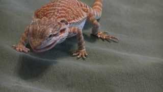 Juvenile Bearded Dragon eating Phoneix Worms and Superworms [upl. by Nylknarf]