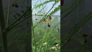 Sesbania herbaceacoffee weedbig pod Sesbania Colorado riverhemp [upl. by Emmy]