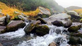 Serene River Flow Natural Water Sounds for Relaxation Sleep and Anxiety Relief [upl. by Niletak75]