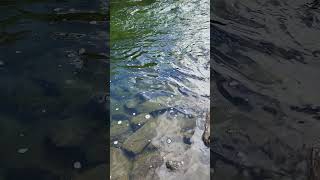 Alpine Lake Fishing fishing fish nature naturelovers animal animals animallover taylorswift [upl. by Enitnelav]