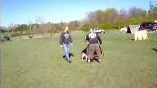 Johann German Shepherd Schutzhund Training with Steve House [upl. by Suirradal]