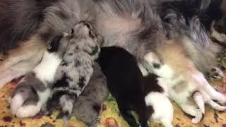 Pomeranian puppies nursing [upl. by Radley]