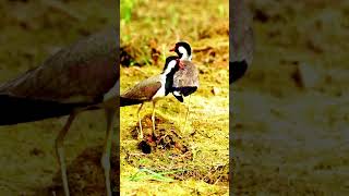 Beautiful birds red wattled lapwing bird birds shortvideo shorts [upl. by Fatma30]