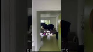 🐴 Charlie the Therapy Horse Bringing Joy to Patients 💖 shorts animals [upl. by Nuy402]