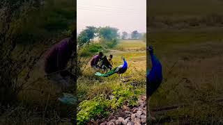 Real peacock catching VFX funny videos peacock vfx shorts funnyvideostrendingshorts [upl. by Kumler]