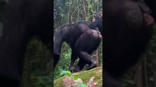 Close Encounter with Wild Chimpanzees in Tanzania Gombe National Park  Gremlin and her baby [upl. by Thorlie496]