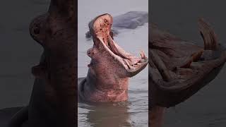 Have you ever seen a hippos tusks nature [upl. by Anomer]