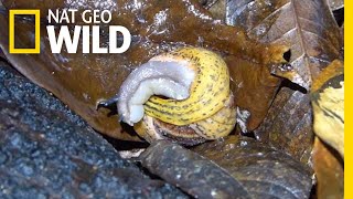 Snail Battles for Survival Against Flatworm  Nat Geo Wild [upl. by Donetta]