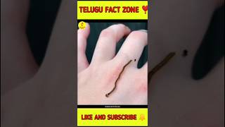 🔥This leach is very dangerous🤯viral short facts tejesh india 🇮🇳 [upl. by Gian]