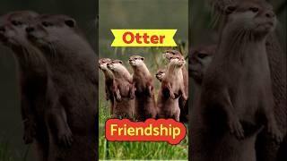 Otter friendship svdbdocuments [upl. by Ortrude559]