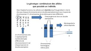 Etude de la drépanocytose méthodes savoir et savoirfaire [upl. by Aner691]