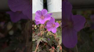 Proven Winners®️’Boom Chocolatta’Hardy Geranium Cranesbill garden gardening shorts [upl. by Ardnahsal]