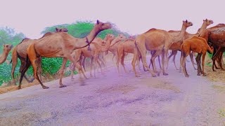 Two Camels grass eating in forest [upl. by Leitnahs]