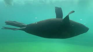 Pinnipeds ластоногие  walrus steller sea lion  northern fur seals 🦭морж сивуч морские котики [upl. by Gates47]