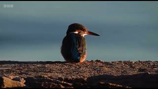 Introduction Winter views of RSPB Arne in Dorset  Winterwatch 2024 [upl. by Danica]