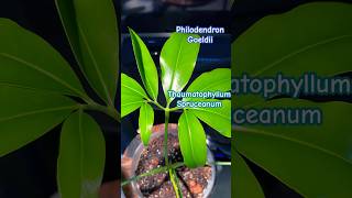 Thaumatophyllum Spruceanum AKA Philodendron Goeldii plantspam philodendron plantobsessed shorts [upl. by Bartholemy773]