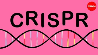 How CRISPR lets you edit DNA  Andrea M Henle [upl. by Hippel768]