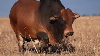 ZINZAN  HOT150012  Best Boran Bull [upl. by Anglo]