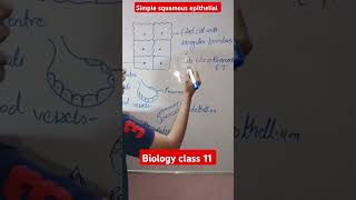 Simple squamous epithelial tissue Biology class 11 shorts [upl. by Immac941]