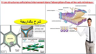 les structures cellulaires intervenant dans labsorption deau et des sels minéraux شرح بالداريجة [upl. by Sulakcin]