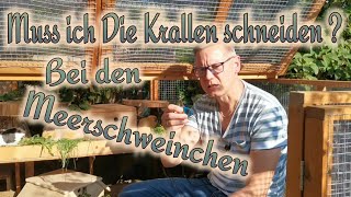 Brauchen Meerschweinchen eine Maniküre   Krallen schneiden bei Meerschweinchen im Außengehege [upl. by Ecerahc]