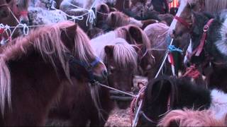 Paardenmarkt Goor  2012 [upl. by Jenny]