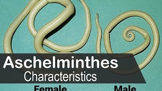 Aschelminthes characteristics animal kingdom  UPSC zoology optional [upl. by Ramsay]