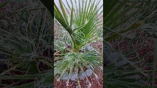 Washingtonia Filifera palms palmtree plants garden viral [upl. by Renzo130]