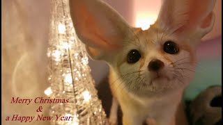 Christmas Wishes from Djinn the Fennec Fox [upl. by Arsi]