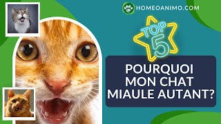 TOP 5 Pourquoi votre chat MIAULE Comment laider [upl. by Antonina745]