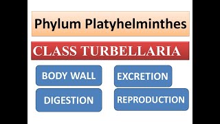 Class Turbellaria Body wallDigestionExcretion and Reproduction  Phylum Platyhelminthes [upl. by Ernestus]