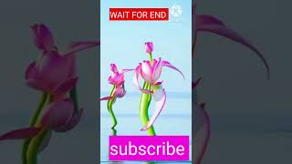 FLOWER 🌺🌺 DANCE VIDEO trending viralvideo shorts shortvideo flowers flower music rap funny [upl. by Llerud]