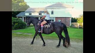 SOLD Beautiful Tennessee Walker For Sale  Ellicottville NY [upl. by Kwok]