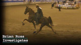 Brian Ross Investigates Tennessee Walking Horses  Practice of Soring Remains Rampant [upl. by Tanberg927]