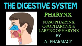 Pharynxnasopharynx oropharynx amp laryngopharynx the digestive system 5 [upl. by Nauqan]