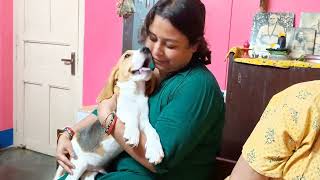 Grandma is mimicking Bullet amp cuddling him 🥰🐾cute beagle dog puppy BodmasBubbles pets [upl. by Eiznekcm]