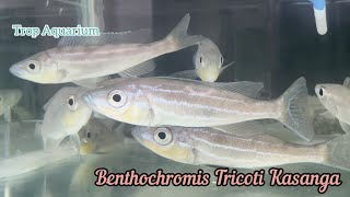 10112023 Tanganyika Specials Trop Aquarium Singapore [upl. by Acinnej]