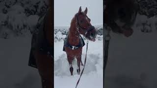 Auch unsere Pferde lieben den Schnee 😀 Ich wünsche euch ein schönes erstes Adventswochenende ☃️ [upl. by Vange]