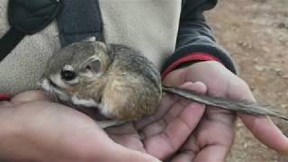 San Quintin kangaroo rat rediscovered in Baja California [upl. by Audwin284]