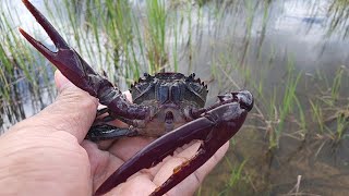 Catch Crab videos in flooded area amp fresh water crab nature cangrejos lakeview kepiting [upl. by Brie]