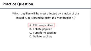 6 Papillae of Tongue [upl. by Aitahs]