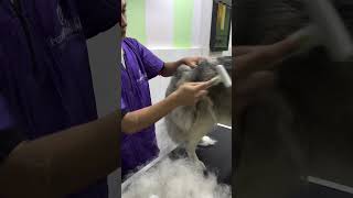 Deshedding a husky [upl. by Tewfik]