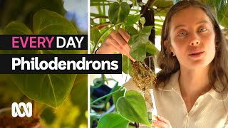 Philodendrons everything you need to know  Everyday Gardening  ABC Australia [upl. by Dnalyar]