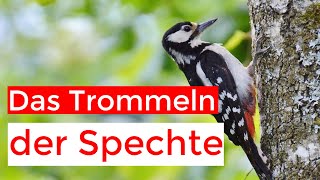 Spechte an Trommeln Gesängen und Rufen erkennen [upl. by Namrak398]